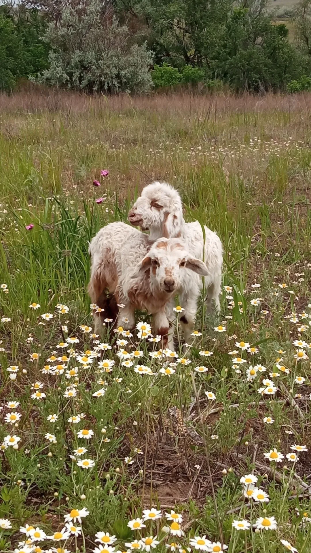 Превью истории