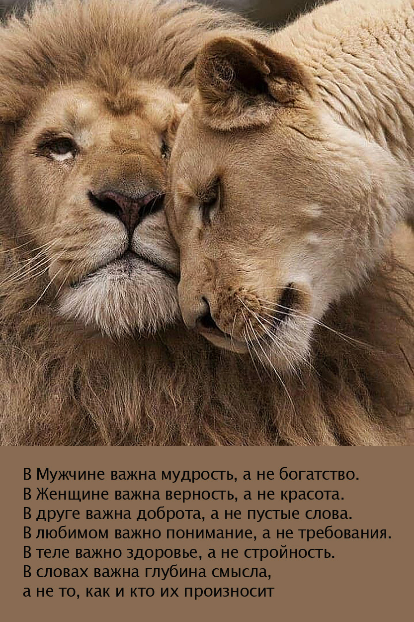 Превью истории