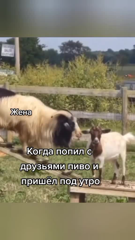 Превью истории