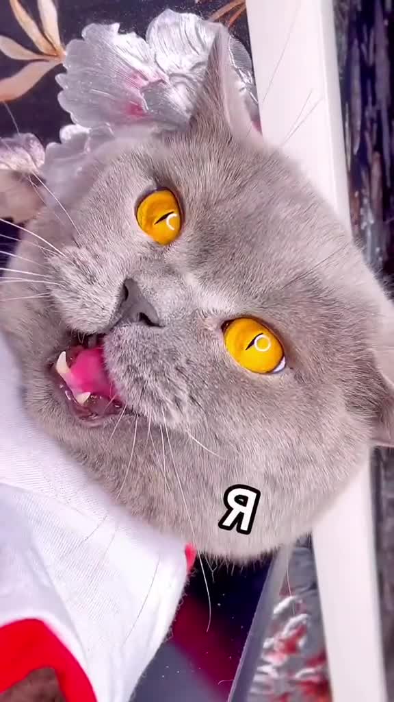 Превью истории